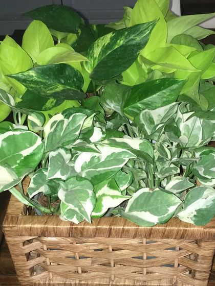 This basket is filled with different varieties of Pothos, from Neon to Marble Queen. Playing with different cultivars of the same plant is a great way to create a cohesive yet interesting arrangement.