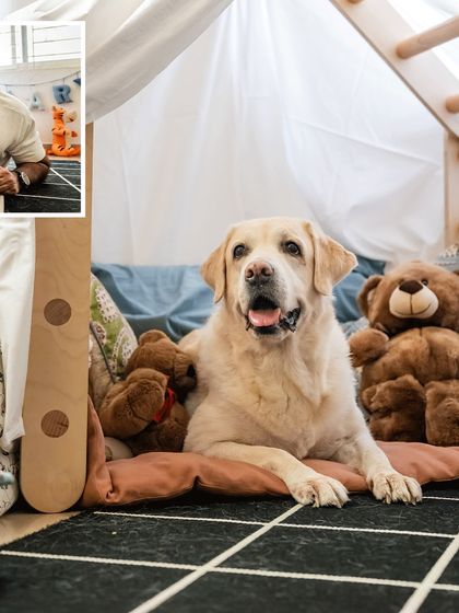 A collage showing Shelby the senior Labrador relaxing in her cozy tent, a peaceful queen in her castle, surrounded by teddy bears during her 10th birthday shoot.