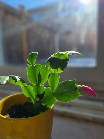 For years, this little plant showed no signs of flowering, but I kept watering it with faith. This morning, a pink bud appeared, reminding me that what is essential is often invisible to the eye, and that we must trust the process of growth.