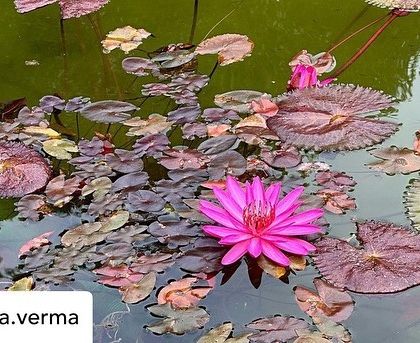 A guest's photo of the colorful lily pads and a blooming pink lotus in our pond, showcasing the natural beauty that surrounds you at Ayurvedagram.