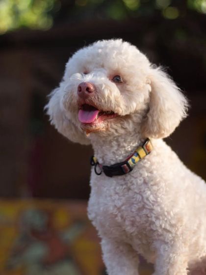 PetStepin - Pet Boarding & Daycare Portraits of Our Happy Guests photo 18