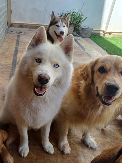 A white Husky and a Golden Retriever, two beauties posing together.