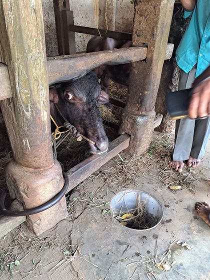 Sneha Kappanna - Folk Dance Consultancy & Curation Cultural Fieldwork: Documenting Living Traditions photo 39