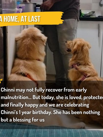 Kuddle - Pet Nutrition Consultation Caring for Community Dogs photo 4