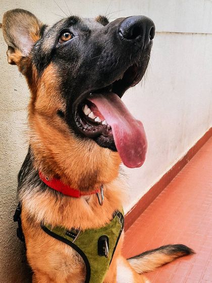 A collection of portraits of my handsome, goofy, and majestic German Shepherd, Theo. He is my constant inspiration and the heart of my work.