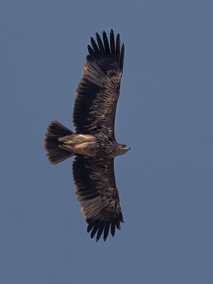 An eagle soaring high against a blue sky, seen from directly below. This perspective showcases the impressive shape and span of its wings.