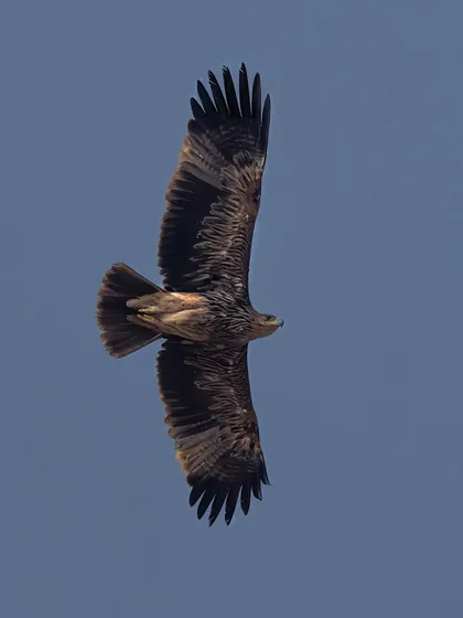 An eagle soaring high against a blue sky, seen from directly below. This perspective showcases the impressive shape and span of its wings.