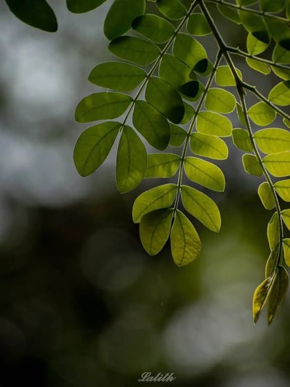 Lalith - Wildlife & Nature Photography Nature's Textures & Wallpapers photo 30