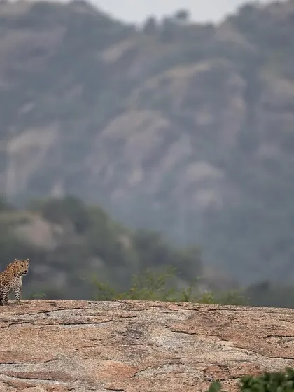 A wide-angle shot of a leopard sitting on a vast rock formation in Jawai. This landscape image emphasizes the scale of the animal's habitat and its solitary nature.