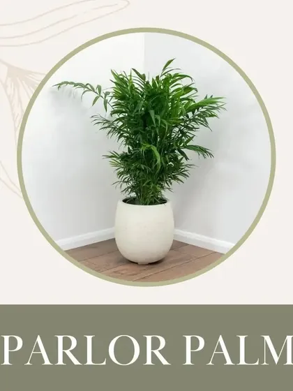 The Parlor Palm is another excellent pet-friendly choice. This elegant palm brings a touch of the tropics indoors and is completely safe for cats and dogs.