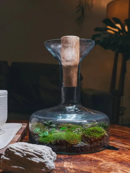 My decanter terrarium styled on a coffee table. It's a piece I'm obsessed with, as it combines elegance with the raw beauty of a natural ecosystem.