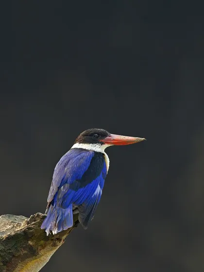 A Black-capped Kingfisher, a shy and beautiful species, perches against a dark background that makes its brilliant blue and black plumage pop.