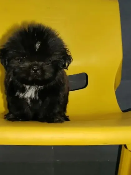 This little black Shih Tzu looks like a tiny bear. He is sitting on a chair, showing how calm and well behaved my puppies can be.