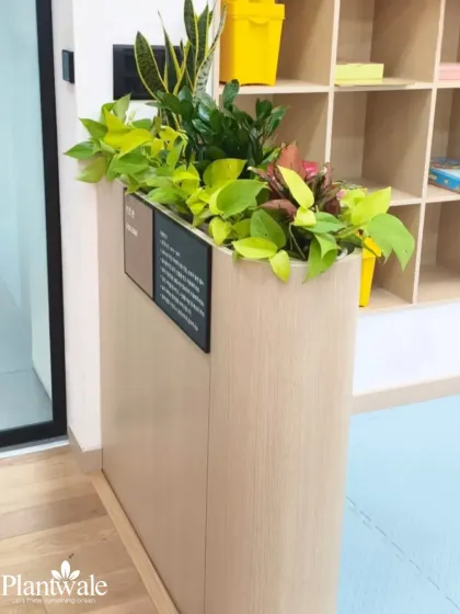 This custom-built planter acts as a natural divider in an open-plan office. It's filled with a mix of lush plants like Golden Pothos and Syngonium to maintain an open feel while creating distinct zones.