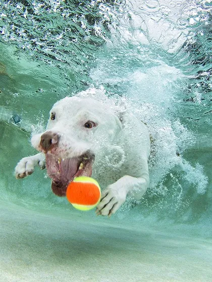 A white dog chasing a tennis ball in a wave. The motion of the water creates a dynamic and exciting backdrop for the action.