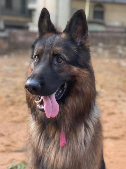 K9 Gurukul - Dog Training for Shows & Media Film & Movie Projects photo 23