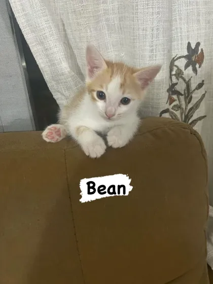 Meet Bean, a classic ginger and white kitten with the sweetest pink toe beans. He's a perfect example of the healthy, adorable, and well-socialized kittens you can find through our foster network.