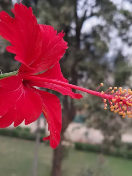 Bhardwaj - Urban Gardening Consultation A Riot of Colorful Flowers photo 160