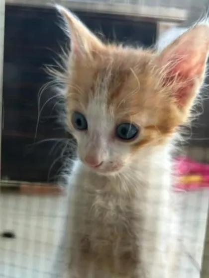 A tiny, fluffy ginger and white kitten looking a bit shy. This little one is about 2 months old.