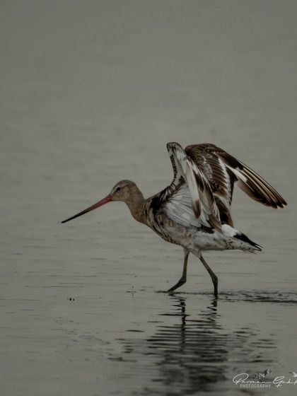 A darker, more moody shot of the Black-tailed Godwit.