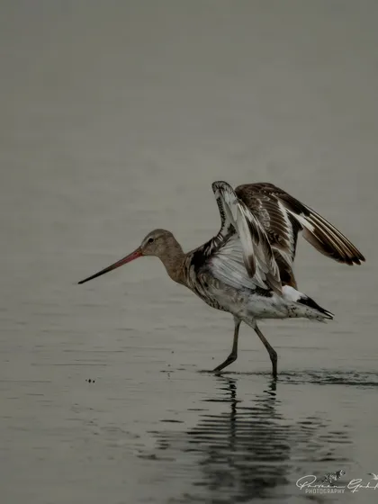 A darker, more moody shot of the Black-tailed Godwit.