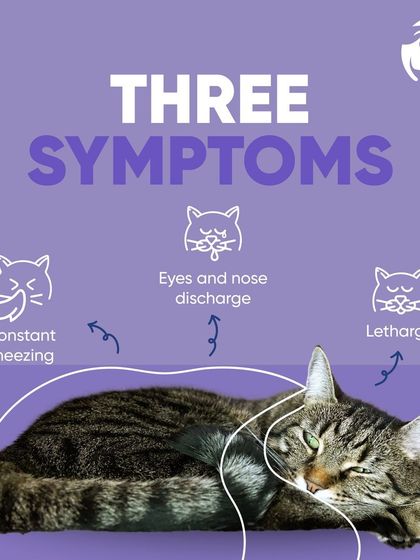 Chasing Tails - Veterinary Care & Hospital Services Feline Health Watch photo 10