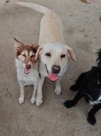 Dog Boarding & Daycare