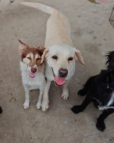 Dog Boarding & Daycare