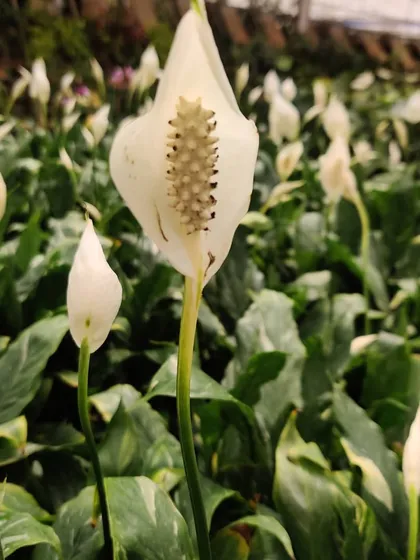 The Peace Lily is famous for being a great air-purifying plant. Its elegant white flower is a bonus, adding a touch of grace to any indoor setting.