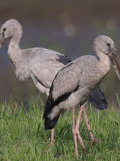 Waders, Ducks & Waterbirds photo 13