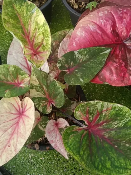 A variegated Caladium variety showing a beautiful mix of green, white, and pink patterns. Each leaf is a unique work of art.