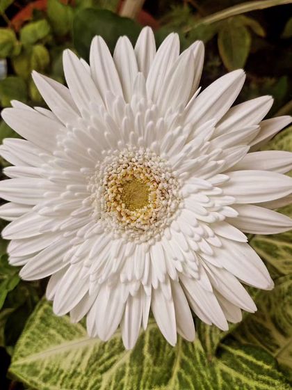 A white Gerbera daisy, with its perfectly symmetrical petals. They are such cheerful flowers and are relatively easy to care for in our climate.