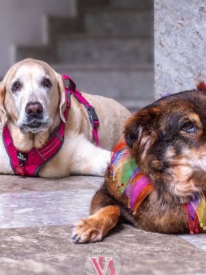 Two senior dogs relaxing on the floor at home. This image captures the quiet companionship and peaceful atmosphere of their daily life.