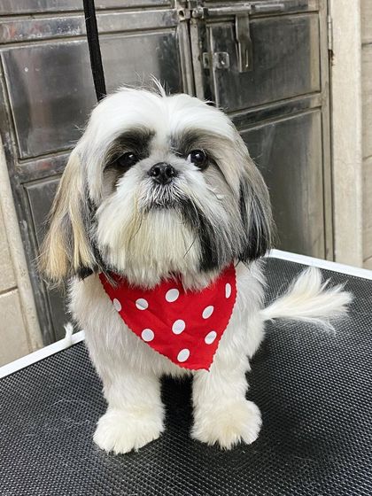 A straight-on shot of Hazel, looking picture-perfect in her polka-dot bandana.