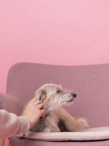 Rohit - Commercial Pet Product Photography Event & Collaboration Photo Booths photo 8