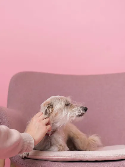 The look of contentment on this dog's face says it all. These candid shots from the Paws Up Grooming launch party are perfect for showing the salon's gentle and loving approach to pet care.