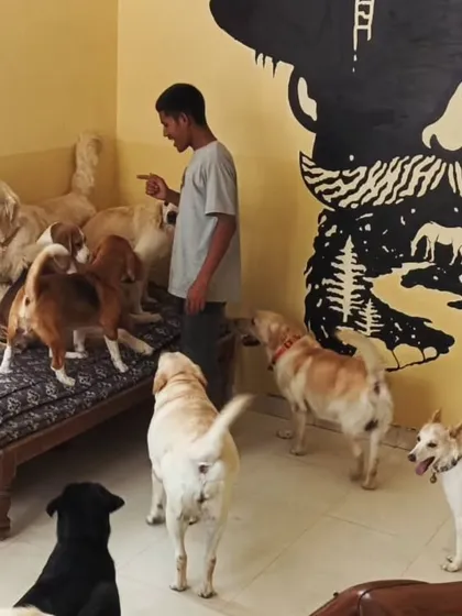 The dogs are all gathered around, waiting for their turn to be petted.