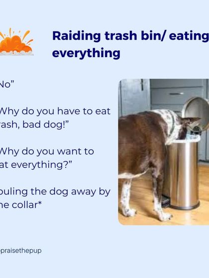 A reactive thought: "Bad dog! Why do you have to eat trash?" This approach involves pulling the dog away and scolding, which can create fear and conflict.