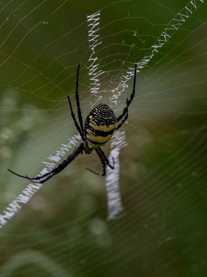 A Signature Spider on its web, which features a distinctive zig-zag pattern known as a stabilimentum.
