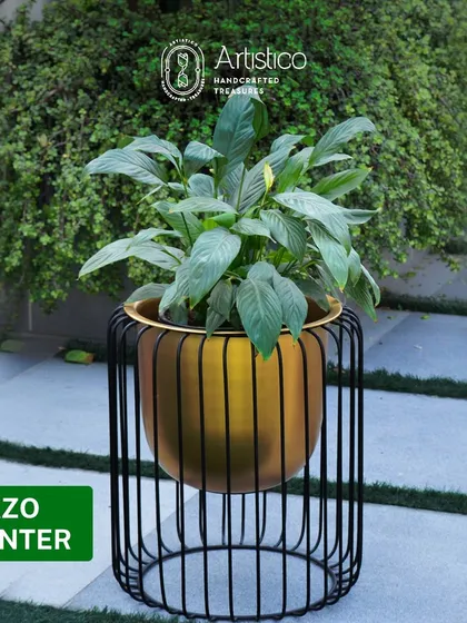 Bringing a touch of green indoors instantly lifts the mood. My Brazo planter, with its modern black iron cage and golden pot, is designed to be a statement piece. It works beautifully in a sunny balcony corner or as an accent in your living room.