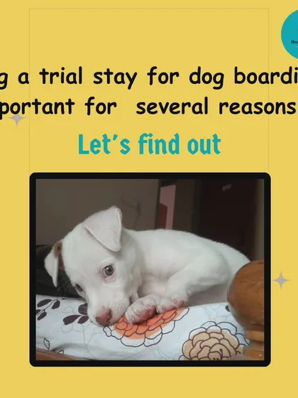 A trial stay is crucial for many reasons. It's the first step to ensuring your dog's boarding experience is a positive one.