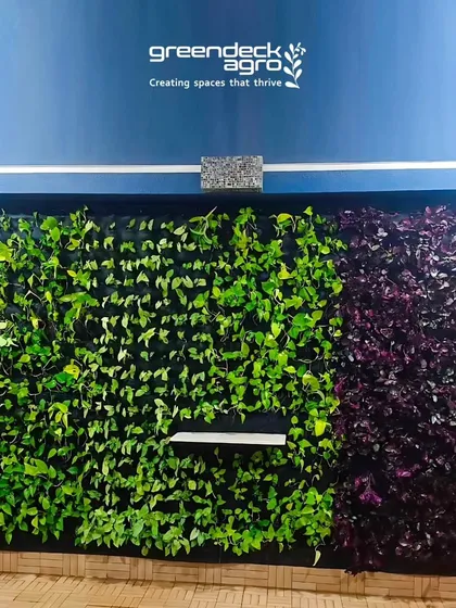 The completed vertical garden in a Balewadi flat, showcasing a beautiful tapestry of different plant textures and colors. This living wall serves as a stunning piece of natural art inside the home.
