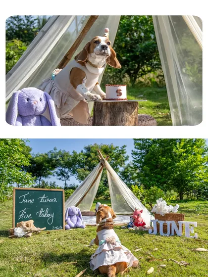 A collage from June the beagle's 5th birthday party. These shots showcase the beautiful teepee setup, the cake, and June eagerly awaiting the celebration.
