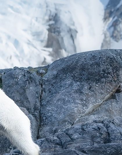 Here, you can see the bear's focus and determination as it navigates the rocky terrain.
