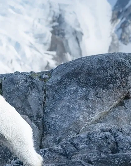 From curious quests on rocky shores to solitary walks across the ice, these images showcase the diverse behaviors and stunning environments of the polar bears we encounter on my Arctic journeys.