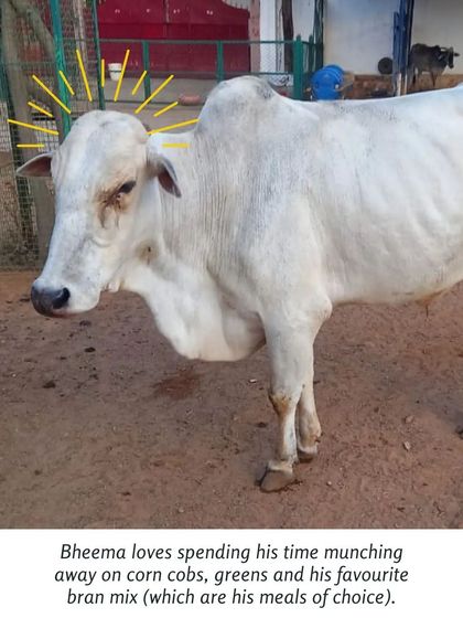 Cupa - Pet Adoption, Fostering & Sponsorship Beyond Cats & Dogs: Our Large Animal Rescues photo 7