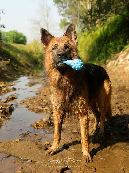 Sniff Stories - Pet Videography Paws, Splashes, and Muddy Noses photo 11