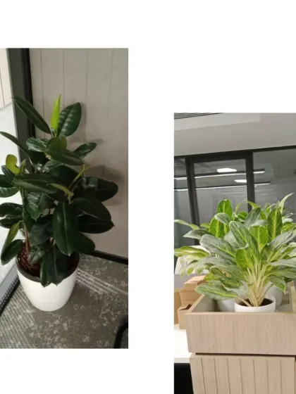 Two different plants used in our office projects. On the left, a Rubber Plant with dark, glossy leaves, and on the right, a variegated Aglaonema, both chosen for their resilience in indoor environments.
