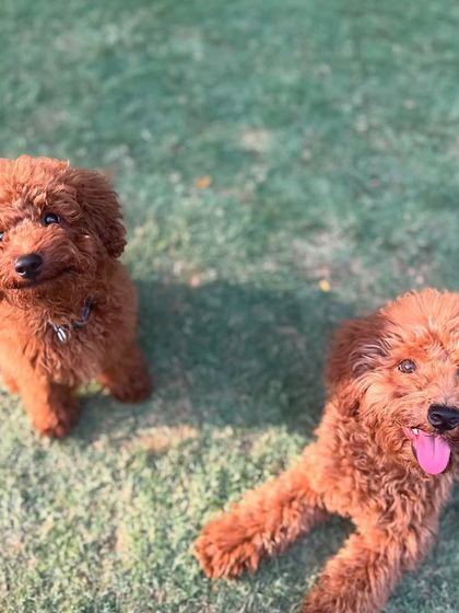 Theo with a poodle friend. Our program includes carefully supervised socialization with other balanced dogs.