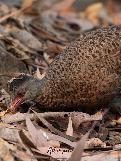 Another angle of the Red Spurfowl, perfectly camouflaged in its natural habitat.